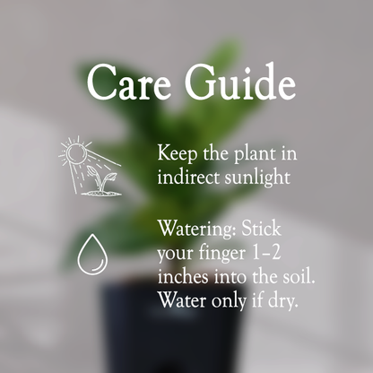 Ficus Fiddle Leaf With Self Watering Pot - Homebagh