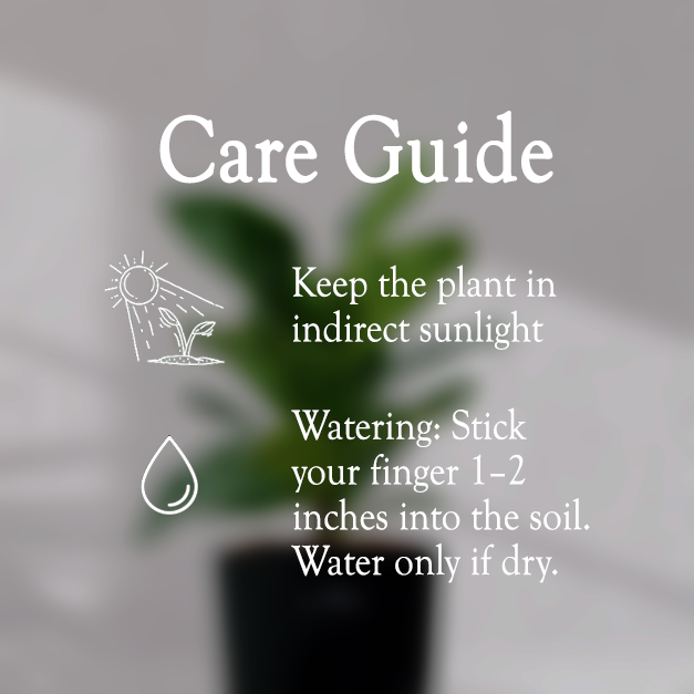 Ficus Fiddle Leaf With Self Watering Pot - Homebagh