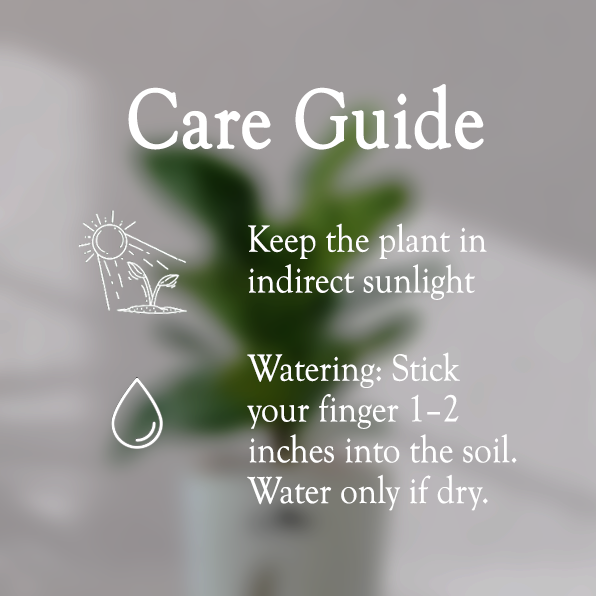 Ficus Fiddle Leaf With Self Watering Pot - Homebagh