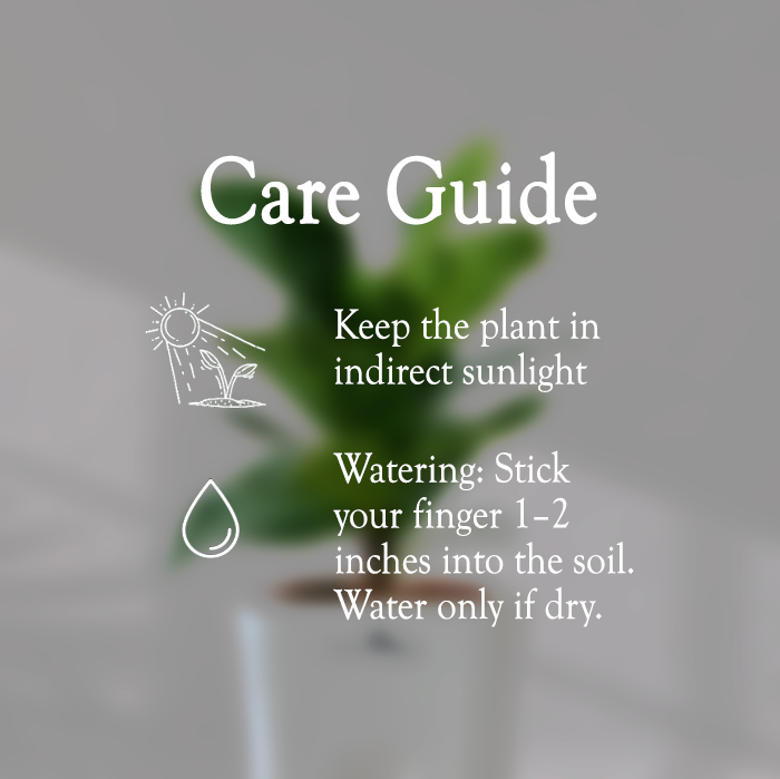 Ficus Fiddle Leaf With Self Watering Pot - Homebagh