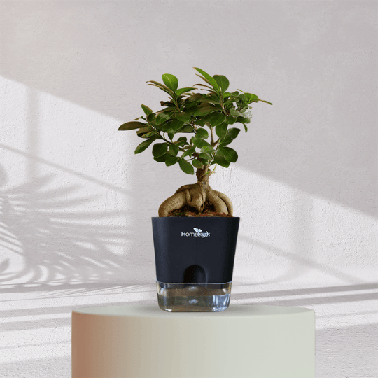 Ficus Bonsai Plant With Self Watering Pot - Homebagh
