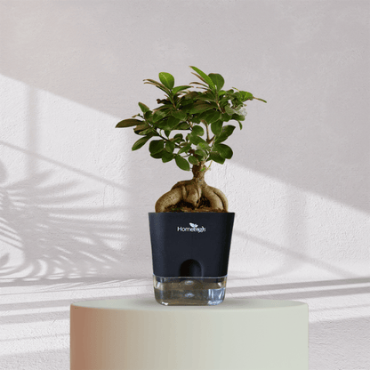 Ficus Bonsai Plant With Self Watering Pot - Homebagh