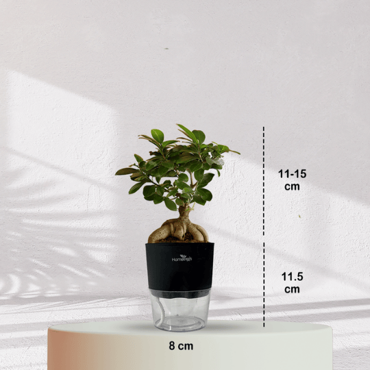 Ficus Bonsai Plant With Self Watering Pot - Homebagh