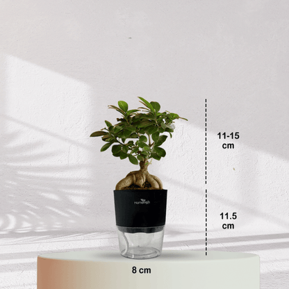 Ficus Bonsai Plant With Self Watering Pot - Homebagh