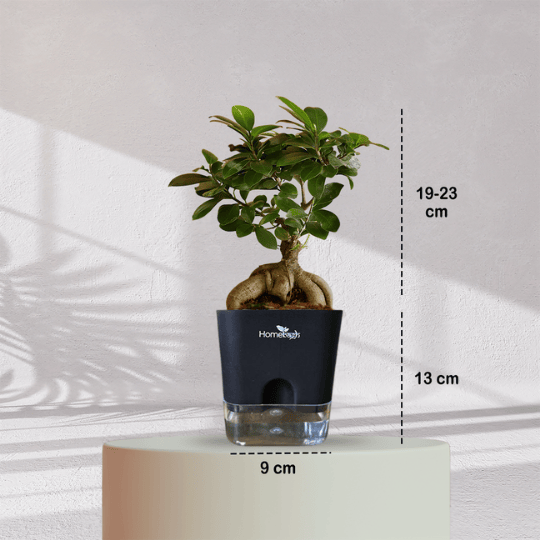 Ficus Bonsai Plant With Self Watering Pot - Homebagh