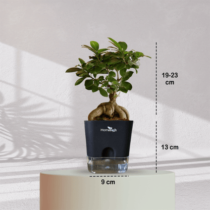 Ficus Bonsai Plant With Self Watering Pot - Homebagh