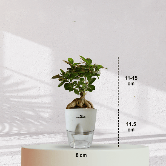 Ficus Bonsai Plant With Self Watering Pot - Homebagh