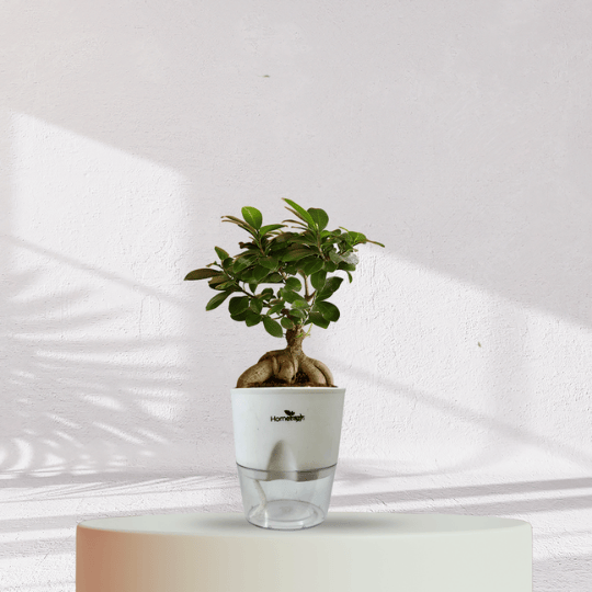 Ficus Bonsai Plant With Self Watering Pot - Homebagh