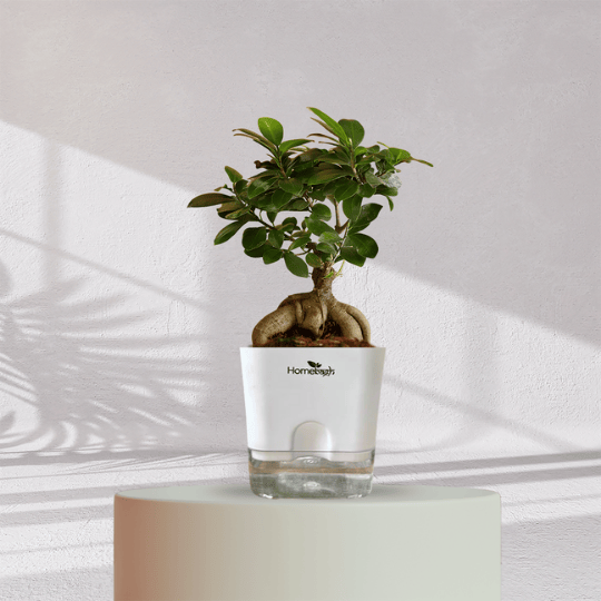 Ficus Bonsai Plant With Self Watering Pot - Homebagh