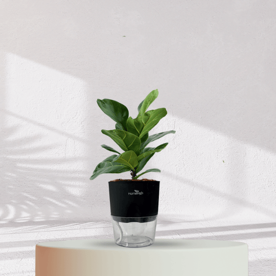 Ficus Fiddle Leaf With Self Watering Pot - Homebagh