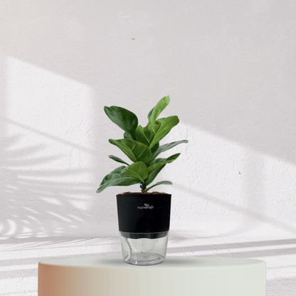 Ficus Fiddle Leaf With Self Watering Pot - Homebagh