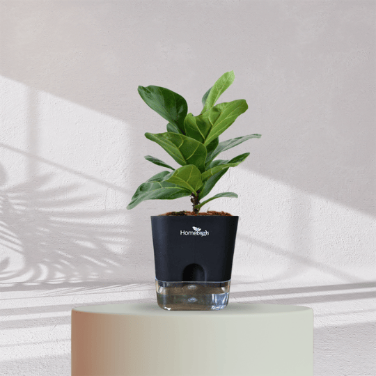 Ficus Fiddle Leaf With Self Watering Pot - Homebagh