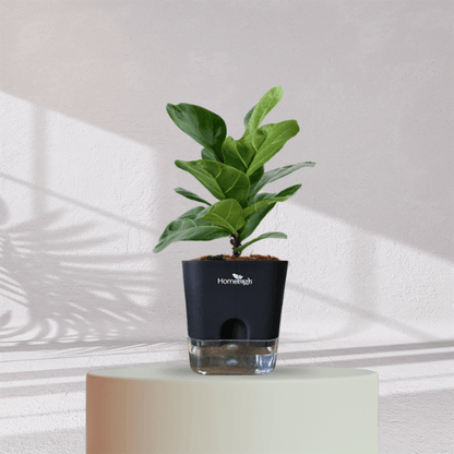 Ficus Fiddle Leaf With Self Watering Pot - Homebagh