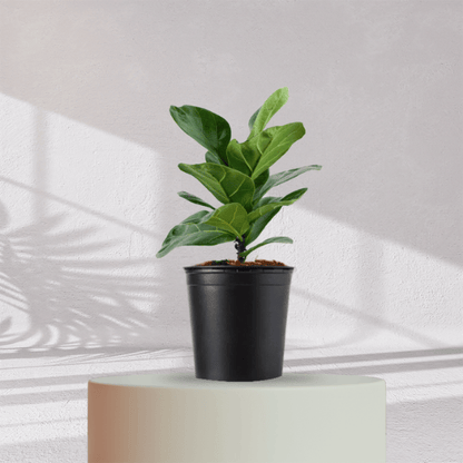 Ficus Fiddle Leaf With Self Watering Pot - Homebagh