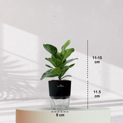Ficus Fiddle Leaf With Self Watering Pot - Homebagh
