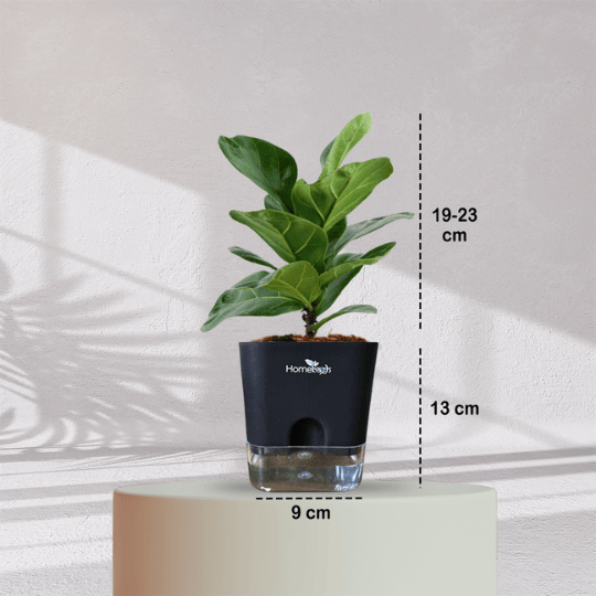 Ficus Fiddle Leaf With Self Watering Pot - Homebagh