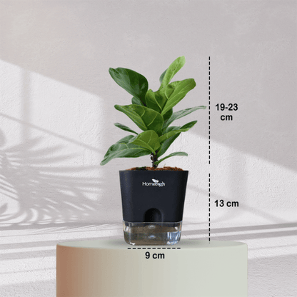 Ficus Fiddle Leaf With Self Watering Pot - Homebagh