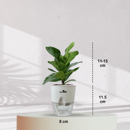 Ficus Fiddle Leaf With Self Watering Pot - Homebagh