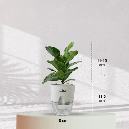 Ficus Fiddle Leaf With Self Watering Pot - Homebagh