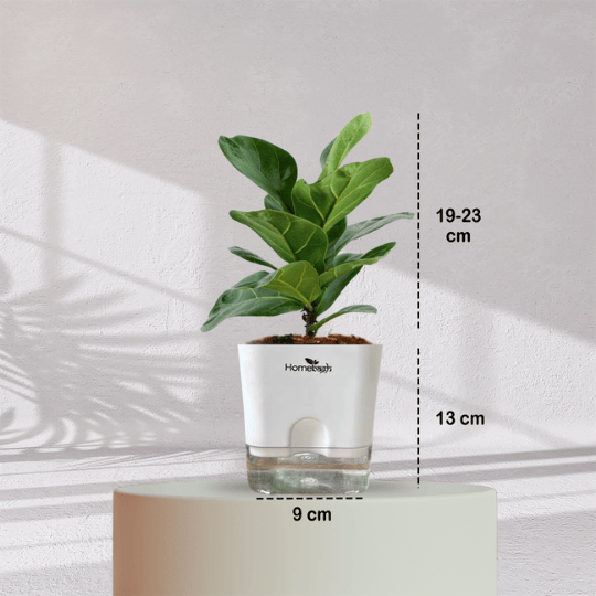 Ficus Fiddle Leaf With Self Watering Pot - Homebagh