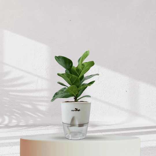 Ficus Fiddle Leaf With Self Watering Pot - Homebagh