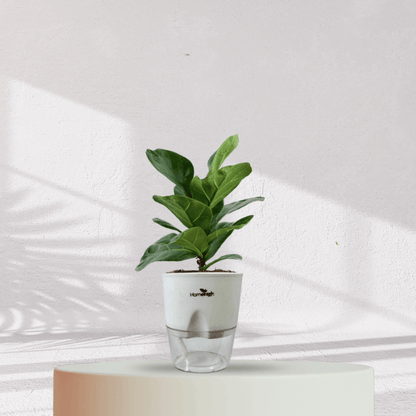 Ficus Fiddle Leaf With Self Watering Pot - Homebagh