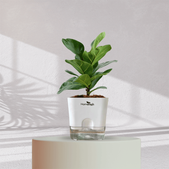 Ficus Fiddle Leaf With Self Watering Pot - Homebagh