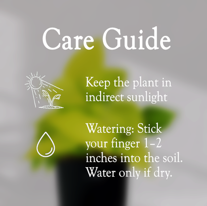 Lucky Golden Money Plant With Self Watering Pot - Homebagh