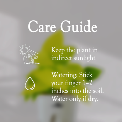 Lucky Golden Money Plant With Self Watering Pot - Homebagh