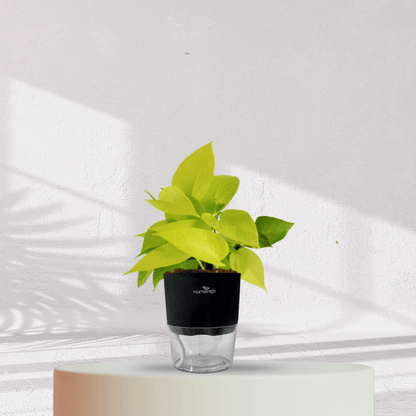 Lucky Golden Money Plant With Self Watering Pot - Homebagh