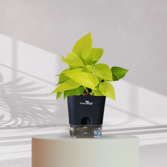Lucky Golden Money Plant With Self Watering Pot - Homebagh