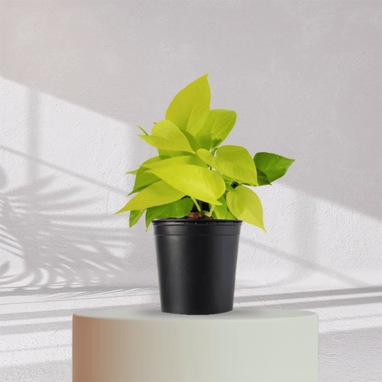 Lucky Golden Money Plant With Self Watering Pot - Homebagh