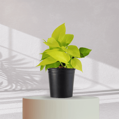 Lucky Golden Money Plant With Self Watering Pot - Homebagh