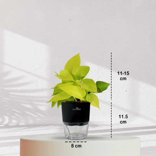 Lucky Golden Money Plant With Self Watering Pot - Homebagh