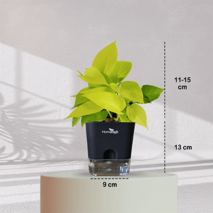 Lucky Golden Money Plant With Self Watering Pot - Homebagh