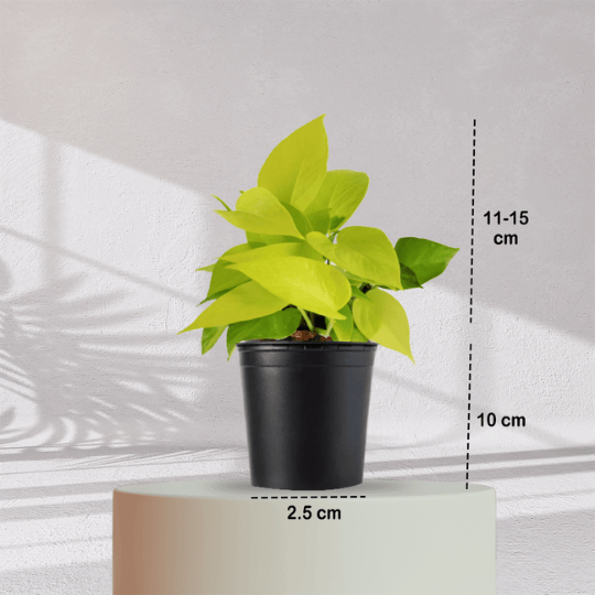 Lucky Golden Money Plant With Self Watering Pot - Homebagh