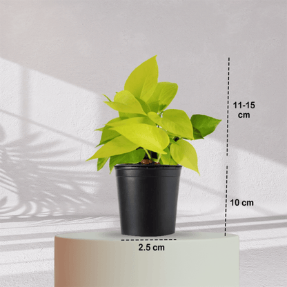 Lucky Golden Money Plant With Self Watering Pot - Homebagh