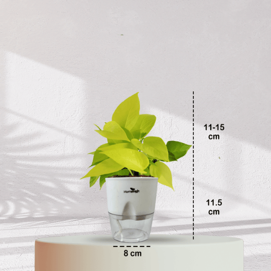 Lucky Golden Money Plant With Self Watering Pot - Homebagh