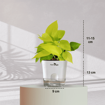 Lucky Golden Money Plant With Self Watering Pot - Homebagh