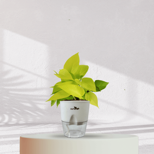 Lucky Golden Money Plant With Self Watering Pot - Homebagh