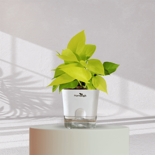 Lucky Golden Money Plant With Self Watering Pot - Homebagh