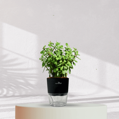 Jade Plant With Self Watering Pot - Homebagh