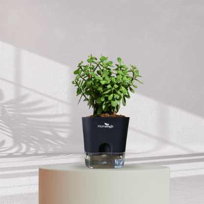 Jade Plant With Self Watering Pot - Homebagh