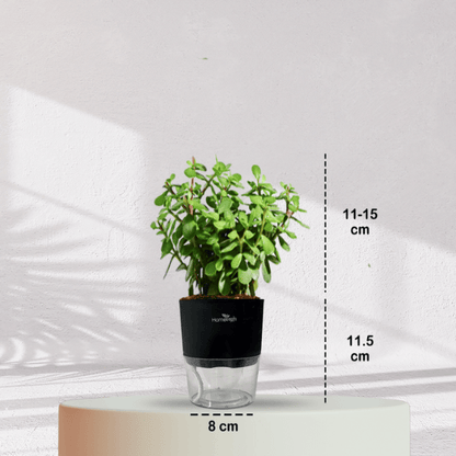 Jade Plant With Self Watering Pot - Homebagh