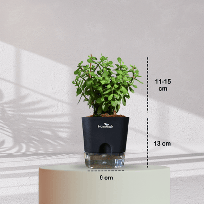 Jade Plant With Self Watering Pot - Homebagh