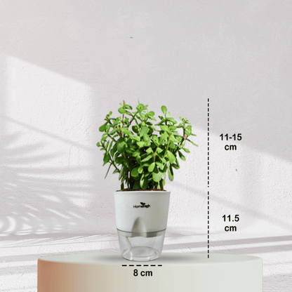 Jade Plant With Self Watering Pot - Homebagh