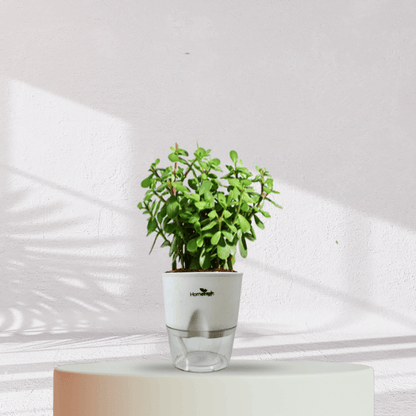 Jade Plant With Self Watering Pot - Homebagh