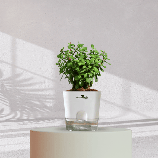 Jade Plant With Self Watering Pot - Homebagh