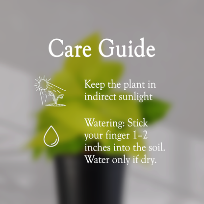 Lucky Golden Money Plant With Self Watering Pot - Homebagh