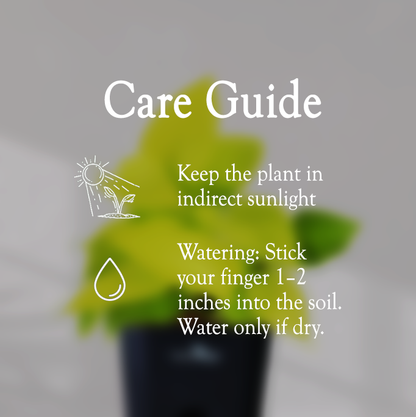 Lucky Golden Money Plant With Self Watering Pot - Homebagh